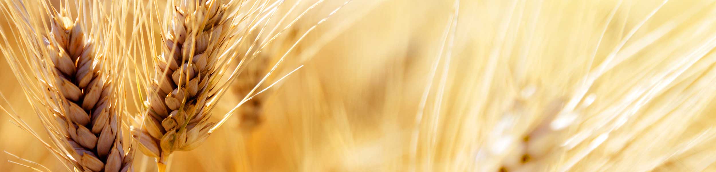Wheat Banner